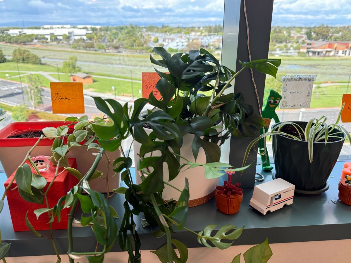 Potted desk plants lined up on an office window ledge after Planting Day.